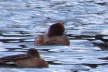 Eurasian Wigeon 京都市宝ヶ池公園 Tue, 10/25/2022