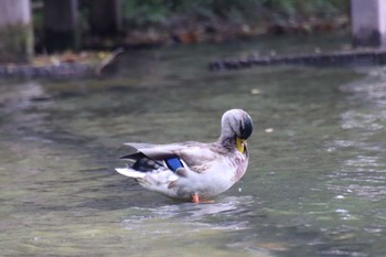 Mallard 京都市宝ヶ池公園 Tue, 10/25/2022