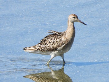 エリマキシギ 大阪南港野鳥園 2022年9月25日(日)