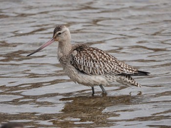 Bar-tailed Godwit 香櫨園浜 Thu, 10/27/2022