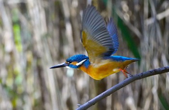 Common Kingfisher 千里南公園 Sat, 10/29/2022