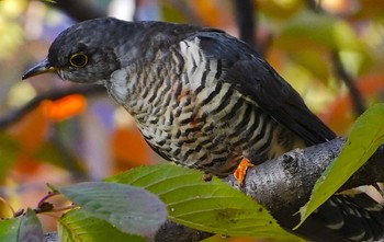 2022年10月29日(土) 千里南公園の野鳥観察記録