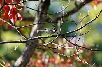 シジュウカラ 千里南公園 2022年10月29日(土)