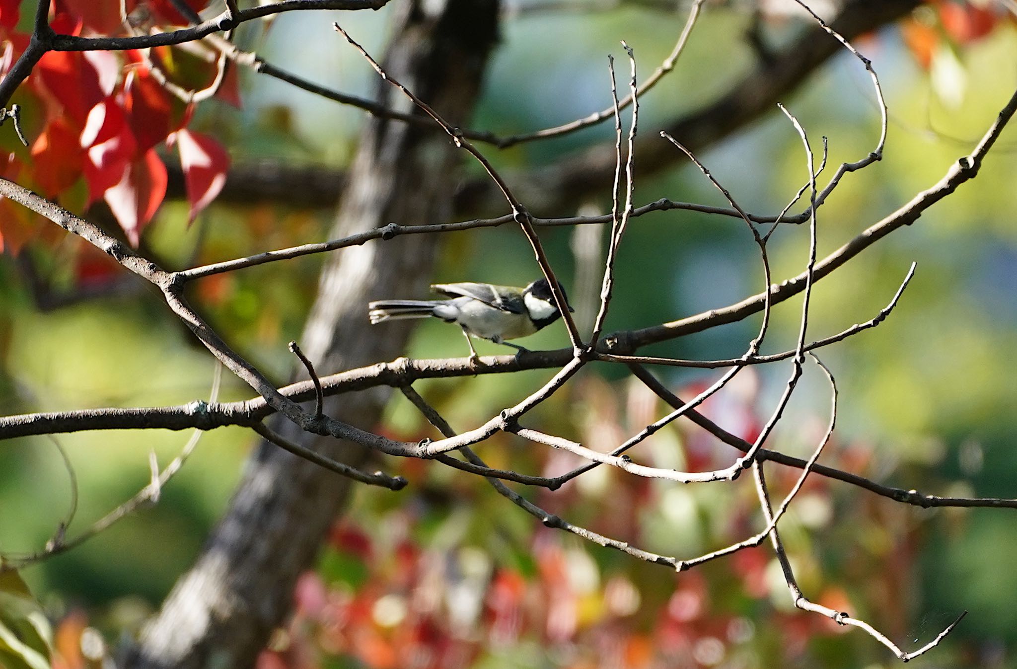 Photo of Japanese Tit at 千里南公園 by アルキュオン