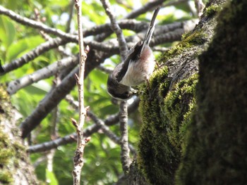 Long-tailed Tit Unknown Spots Fri, 3/25/2022