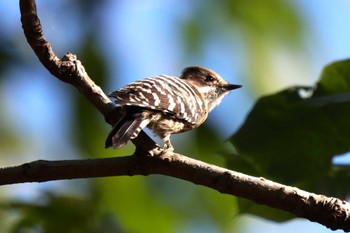 2022年10月29日(土) 早戸川林道の野鳥観察記録