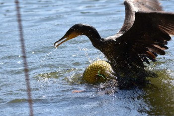 カワウ 井の頭公園 2022年10月29日(土)