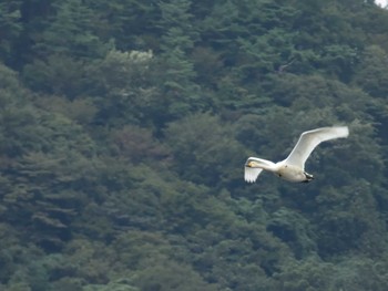 コハクチョウ 大山上池・下池(山形県鶴岡市) 2022年10月4日(火)