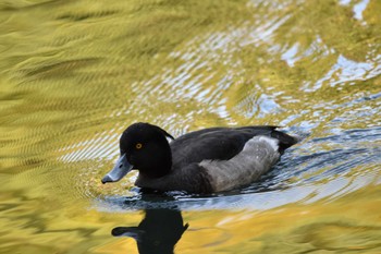 キンクロハジロ 井の頭公園 2022年10月29日(土)