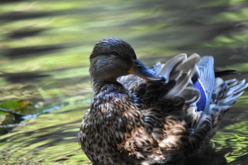 マガモ 井の頭公園 2022年10月29日(土)