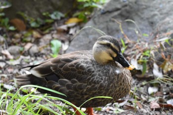 カルガモ 井の頭公園 2022年10月29日(土)