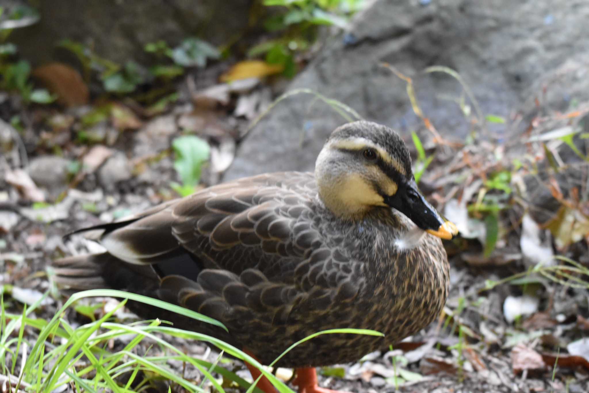 井の頭公園 カルガモの写真 by みやさん