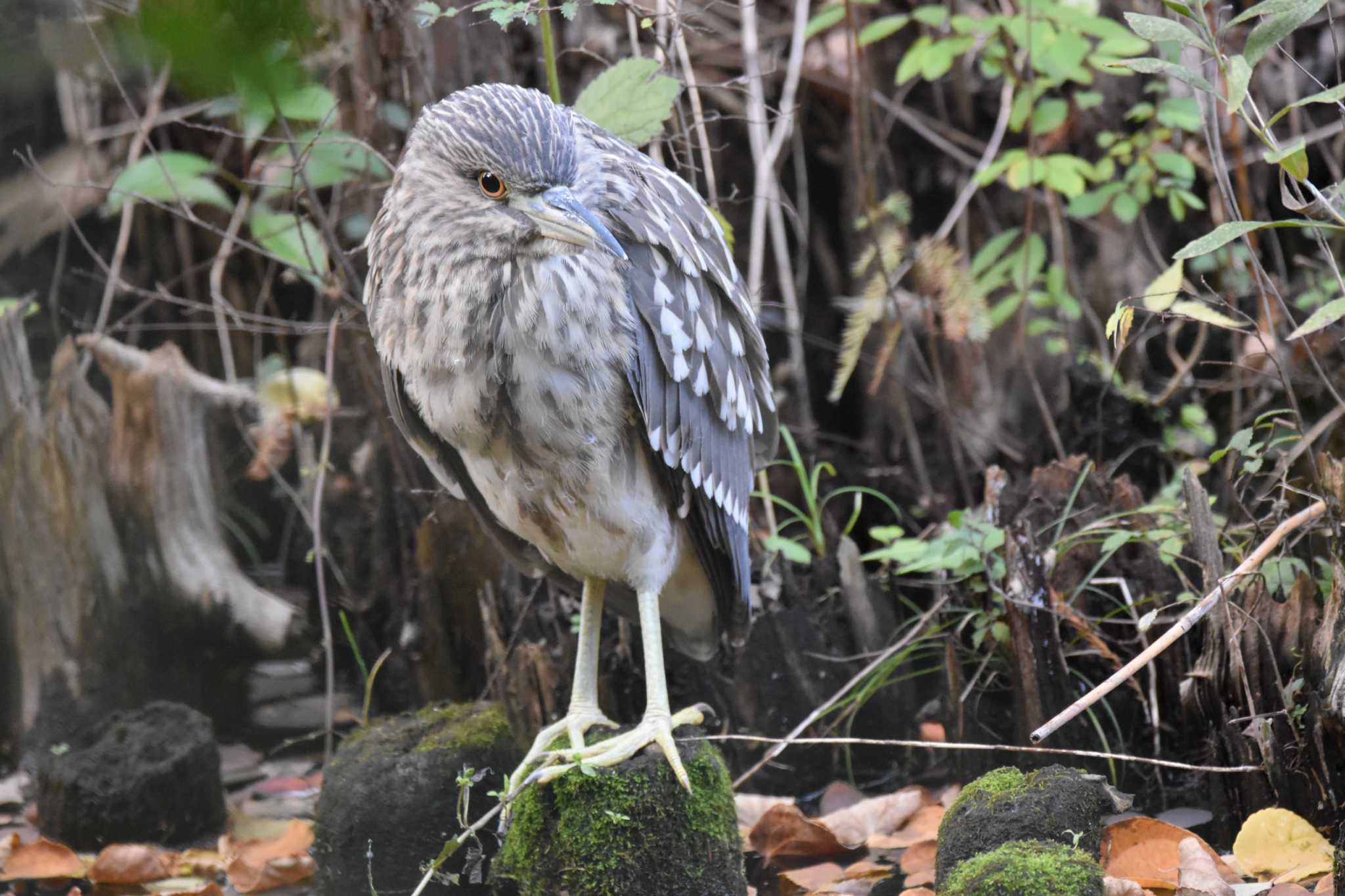 井の頭公園 ゴイサギの写真 by みやさん