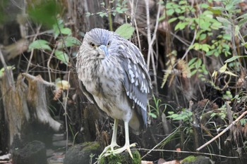 ゴイサギ 井の頭公園 2022年10月29日(土)