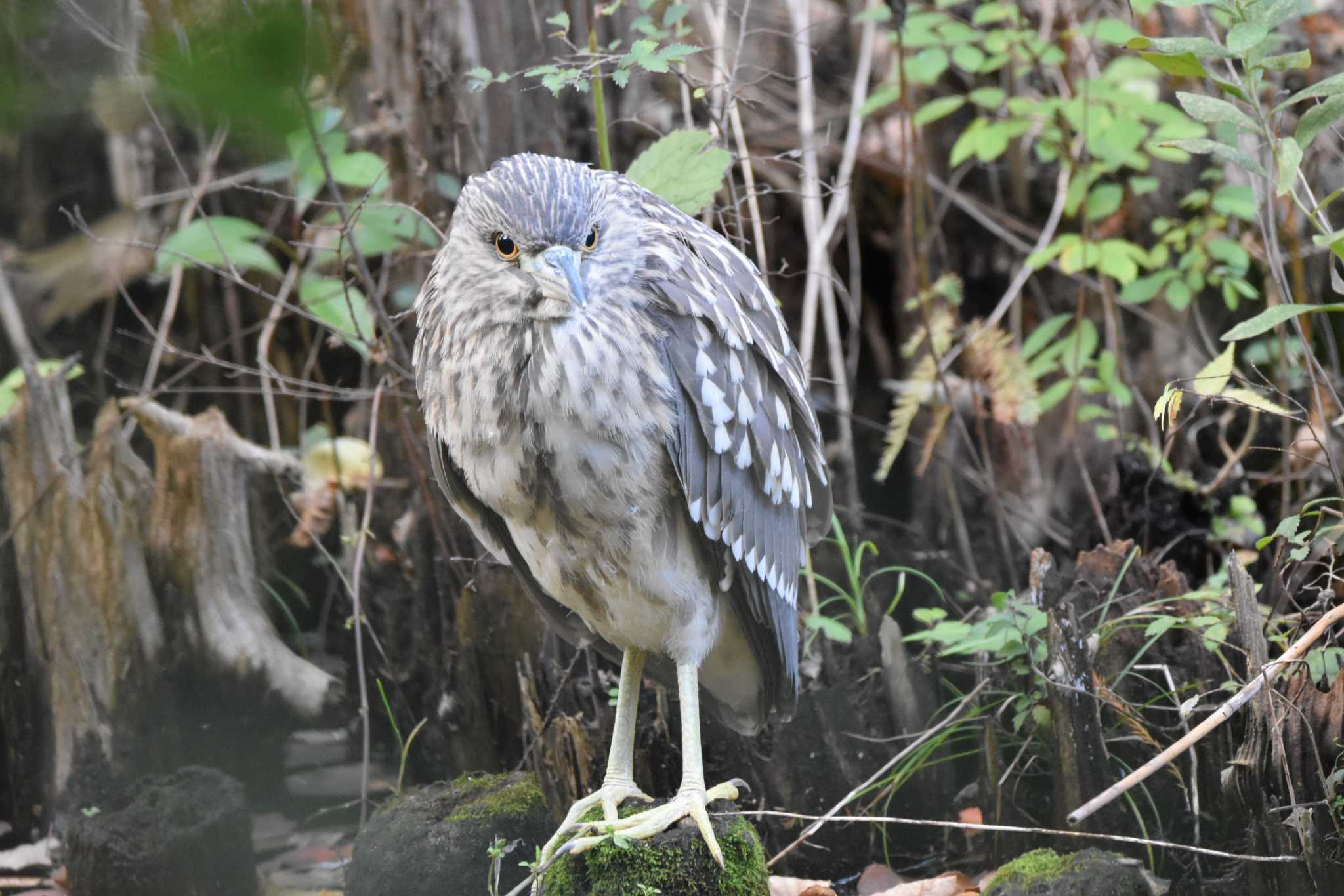 井の頭公園 ゴイサギの写真 by みやさん