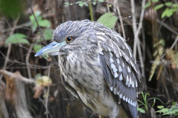 2022年10月29日(土) 井の頭公園の野鳥観察記録