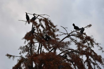 カワウ 井の頭公園 2022年10月29日(土)