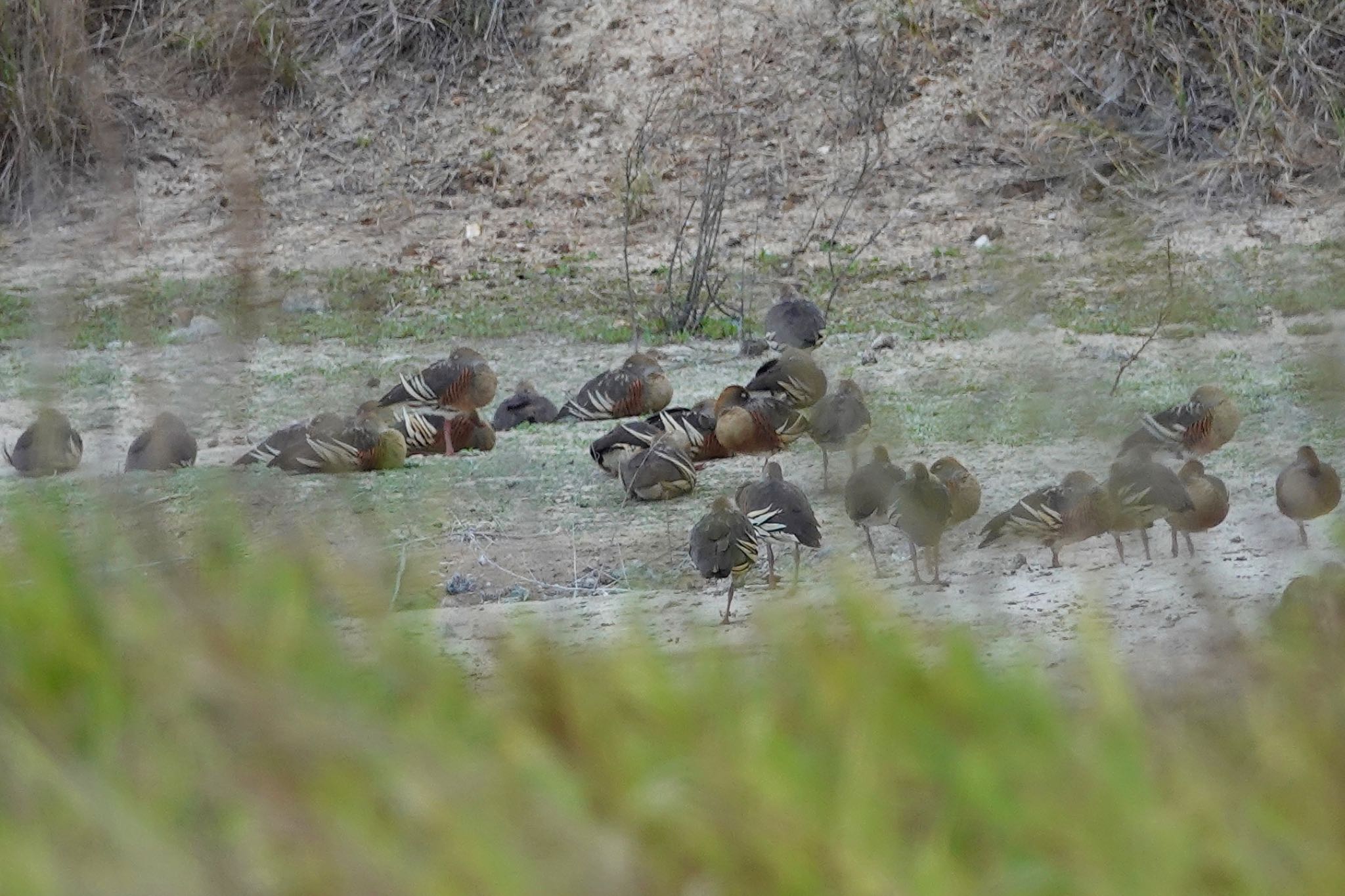 Plumed Whistling Duck