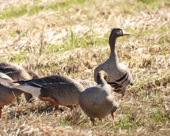 マガン 湖北野鳥センター 2022年10月29日(土)