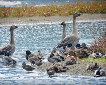 2022年10月29日(土) 湖北野鳥センターの野鳥観察記録