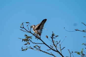 Eastern Buzzard Izunuma Sat, 10/8/2022