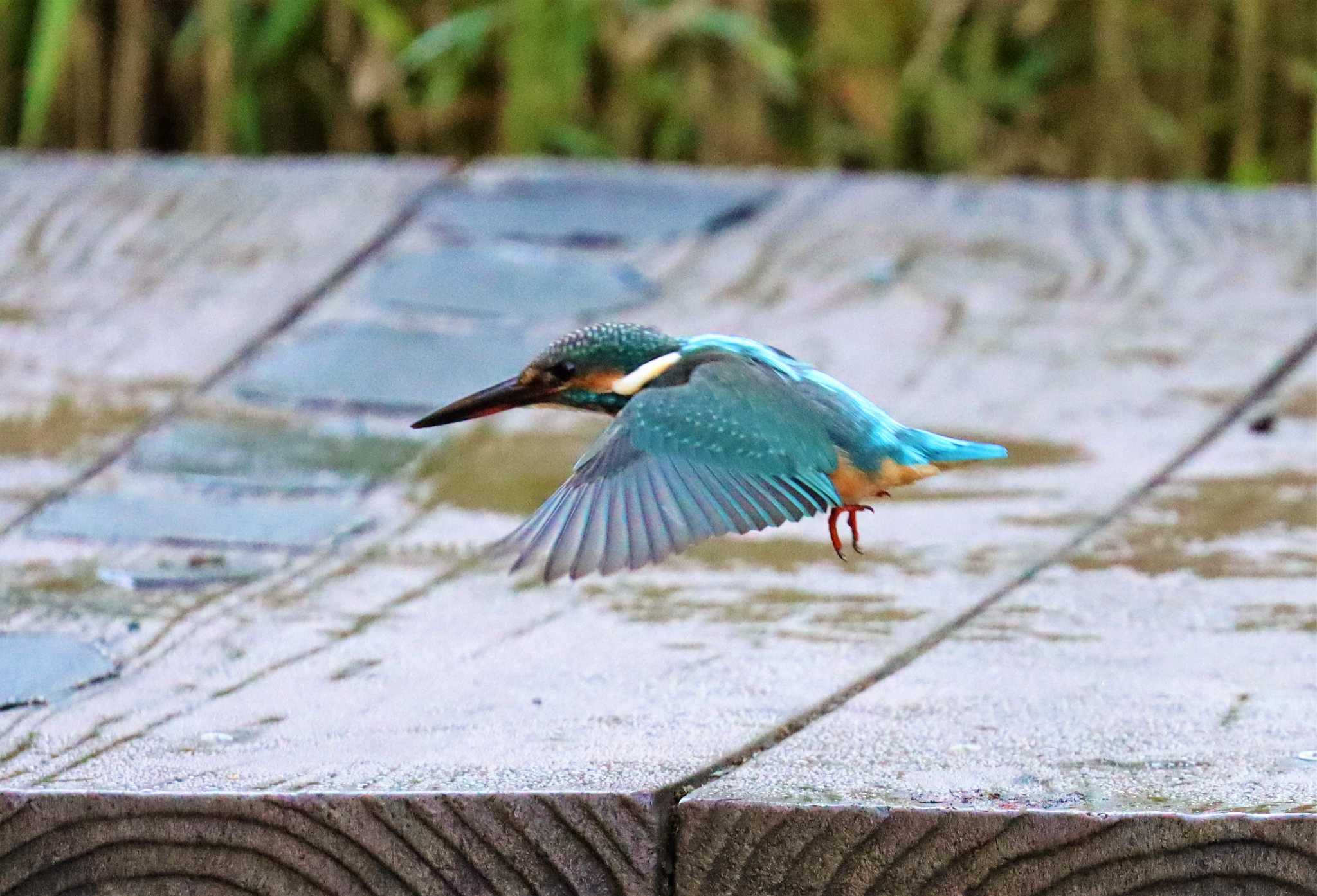 座間谷戸山公園 カワセミの写真 by らうんでる