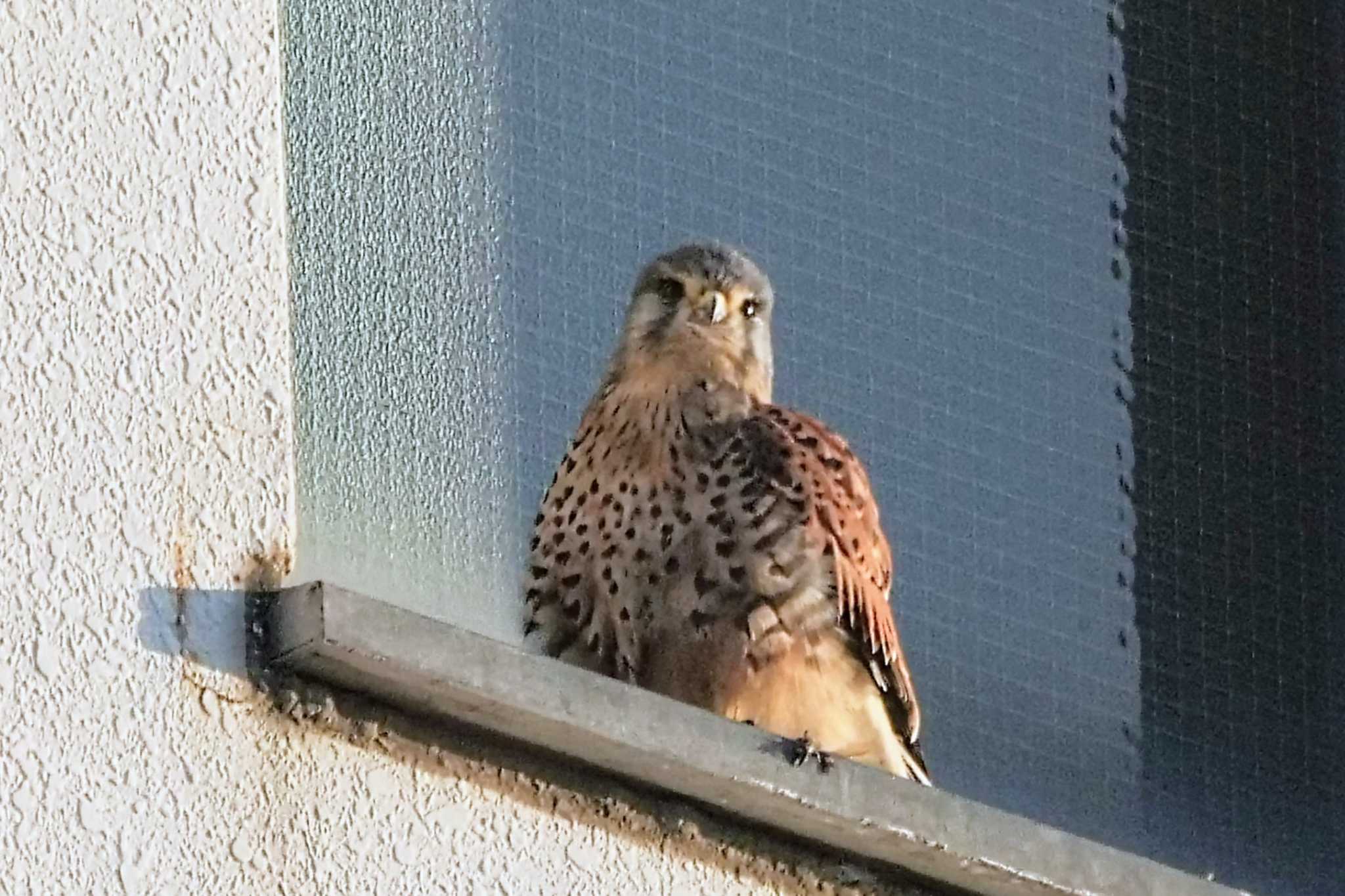 Common Kestrel