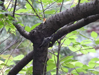 Japanese Pygmy Woodpecker 大山公園(鶴岡市) Tue, 10/4/2022