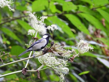 Japanese Tit 大山公園(鶴岡市) Tue, 10/4/2022