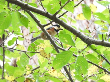 Varied Tit 大山公園(鶴岡市) Tue, 10/4/2022