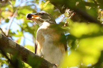 Eyebrowed Thrush Mizumoto Park Sat, 10/29/2022