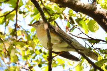 Eyebrowed Thrush Mizumoto Park Sat, 10/29/2022