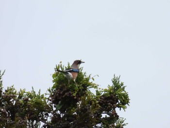 Eurasian Jay 大山公園(鶴岡市) Tue, 10/4/2022