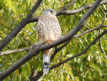 2022年10月30日(日) 東京都稲城市の野鳥観察記録