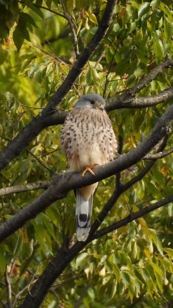 Sun, 10/30/2022 Birding report at 東京都稲城市