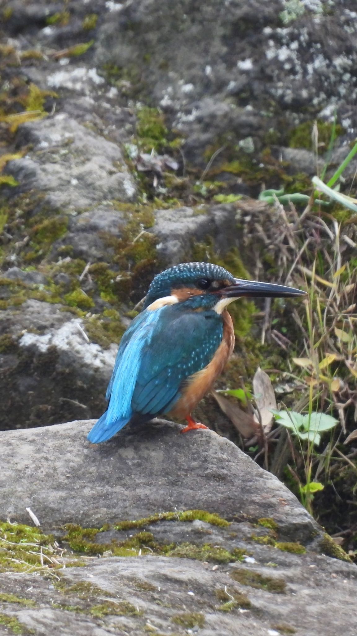 東京都稲城市 カワセミの写真 by 鳥散歩