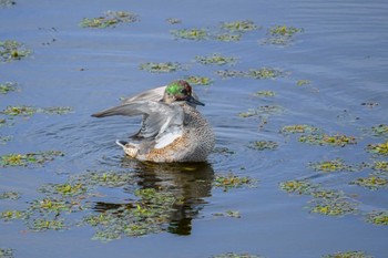 ヨシガモ 境川遊水地公園 2022年10月30日(日)