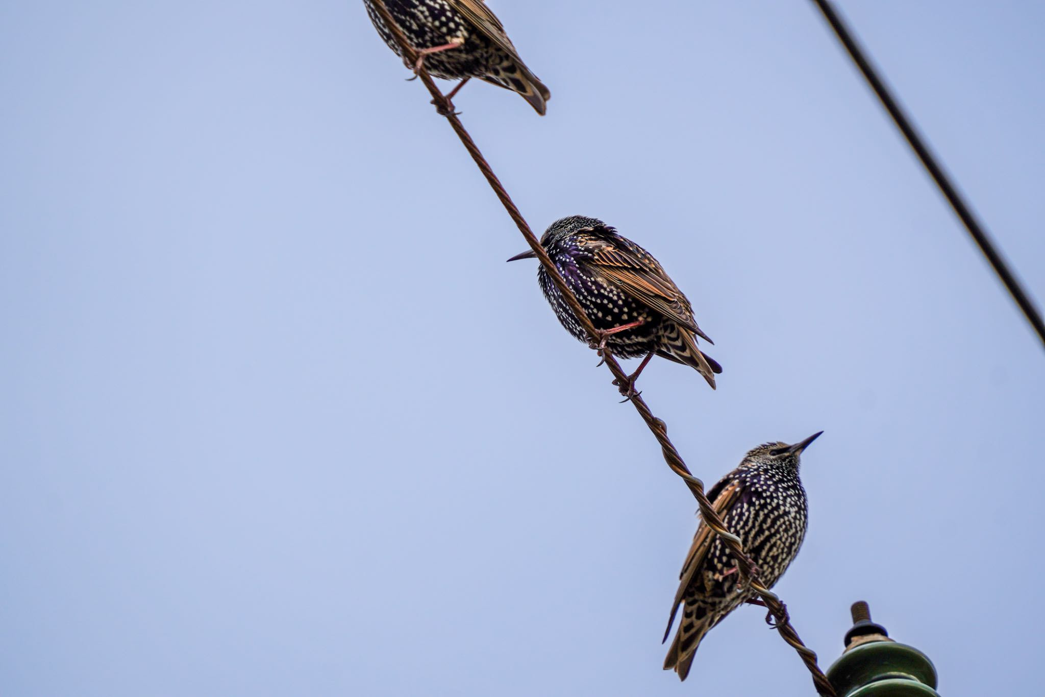  ホシムクドリの写真 by wildbirder_