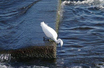 Little Egret 多摩川二ヶ領宿河原堰 Sun, 10/30/2022