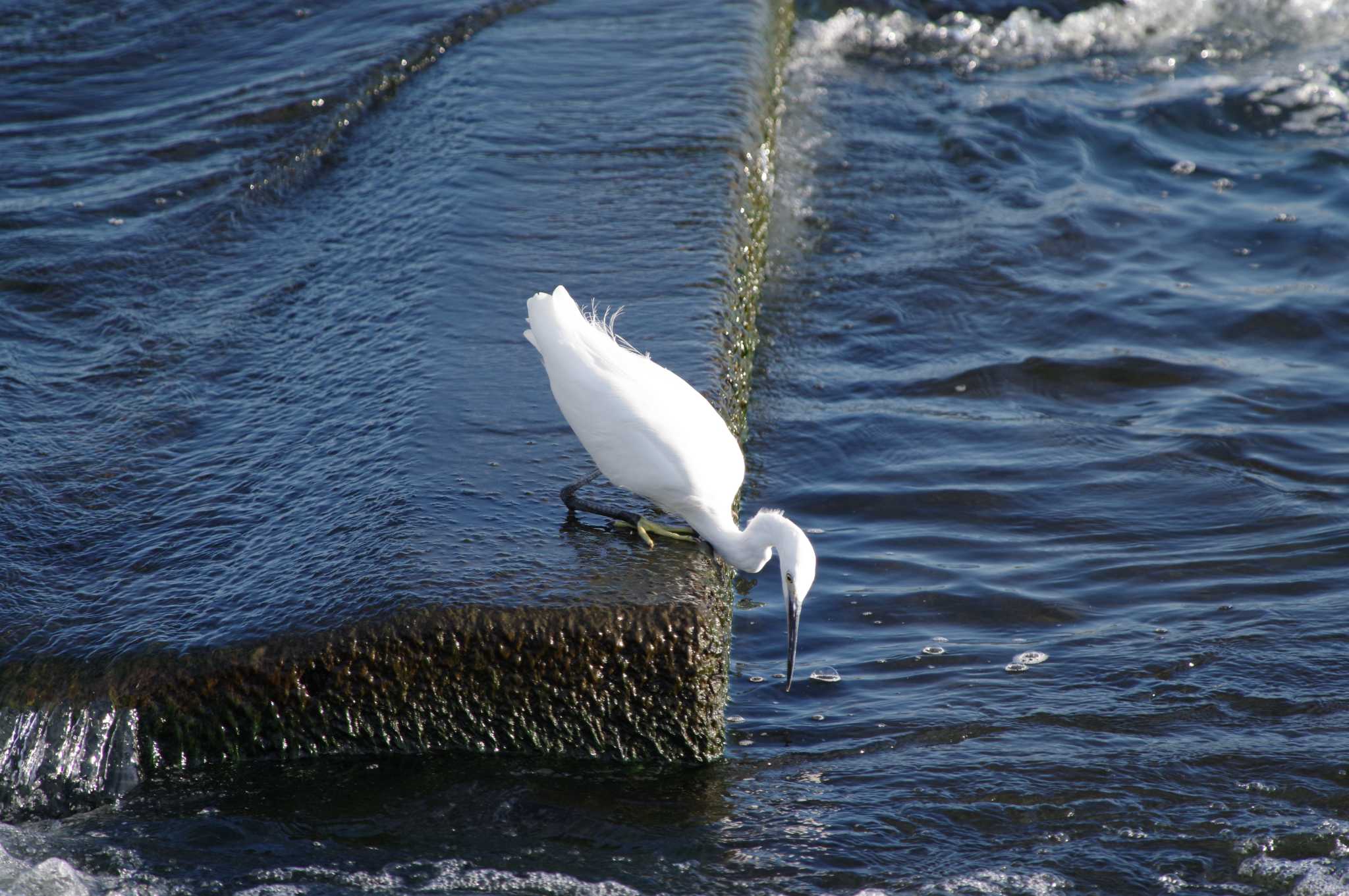 Little Egret