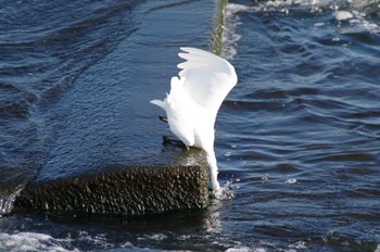 Little Egret 多摩川二ヶ領宿河原堰 Sun, 10/30/2022