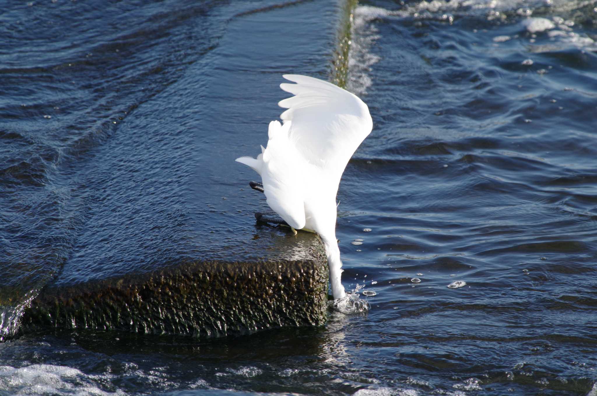 Little Egret