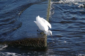 Little Egret 多摩川二ヶ領宿河原堰 Sun, 10/30/2022