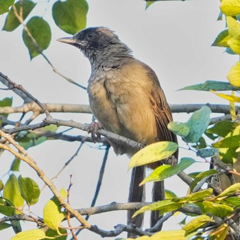 Masked Laughingthrush 九龍公園 Wed, 10/26/2022