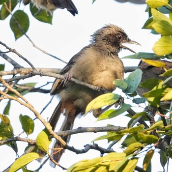 Masked Laughingthrush 九龍公園 Wed, 10/26/2022