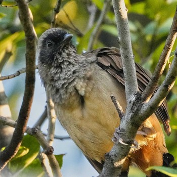 Masked Laughingthrush 九龍公園 Wed, 10/26/2022