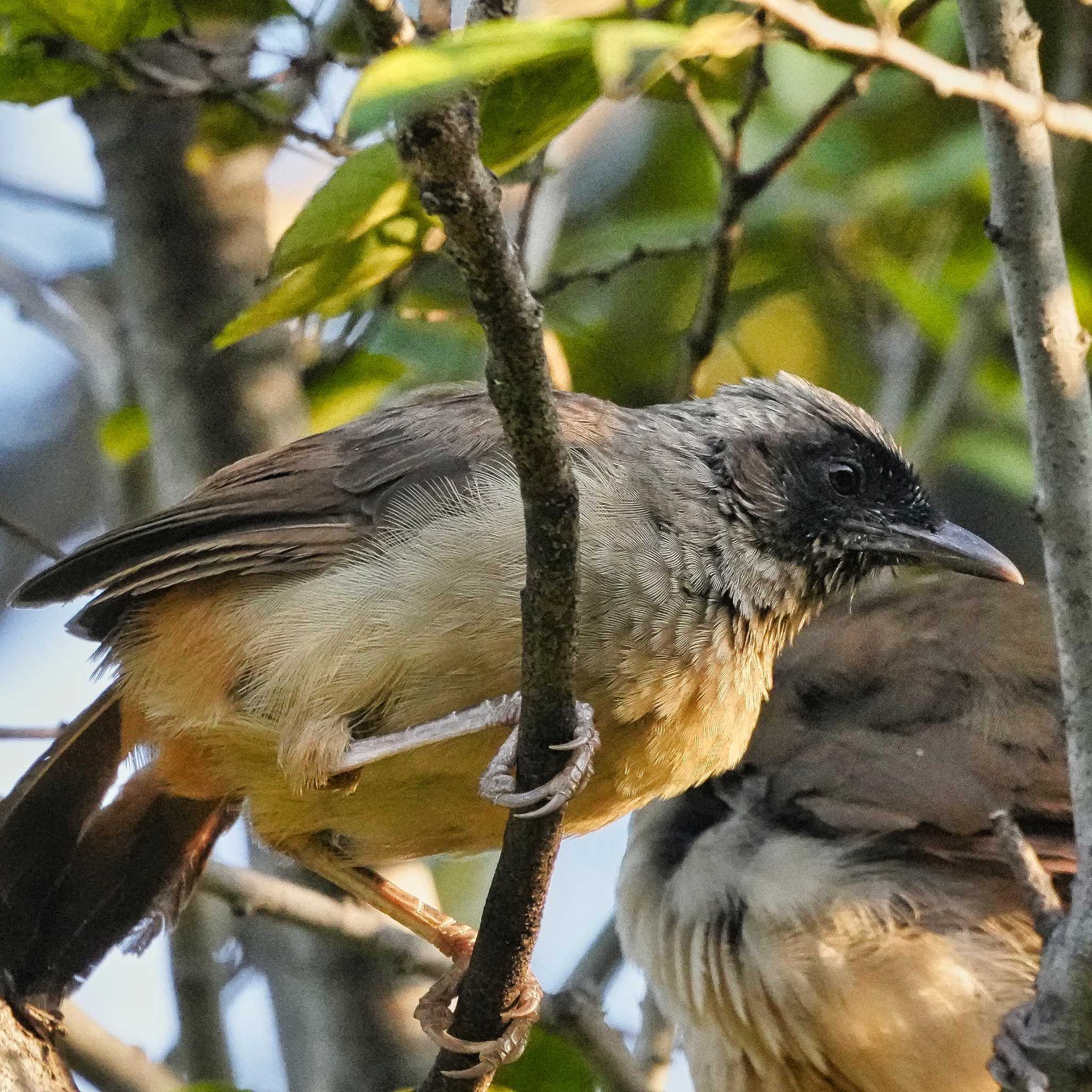 Photo of Masked Laughingthrush at 九龍公園 by span265