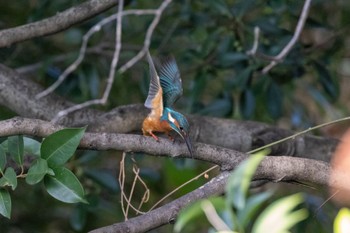 Common Kingfisher 多摩市 Sun, 10/30/2022