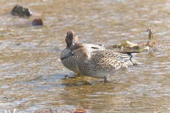 コガモ 滋賀県希望が丘文化公園 2018年2月18日(日)