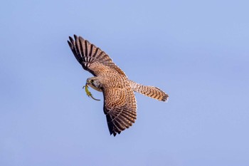 チョウゲンボウ 山口県立きらら浜自然観察公園 2022年10月29日(土)